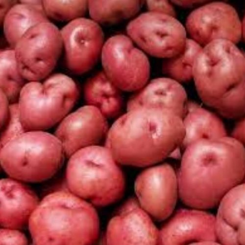 A Grade Red Potato