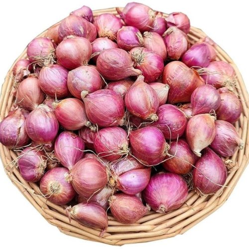 Fresh Shallot Onion