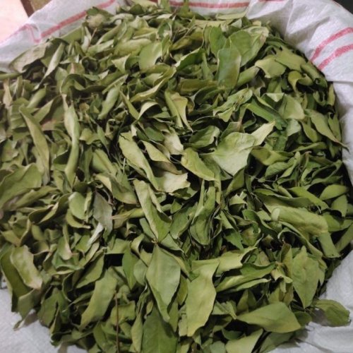 Natural Curry Leaves