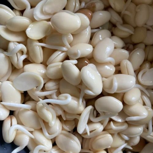 Dehydrated Vaal Sprouts