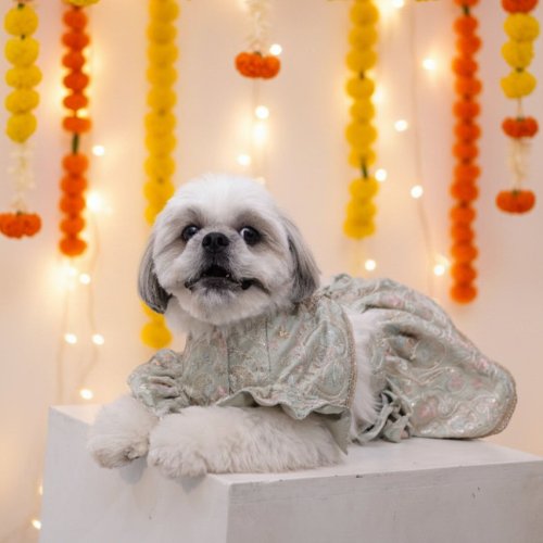 Mint Swirl Designer Lehenga for Dog