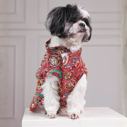 Royal Embroidered Dog Sherwani