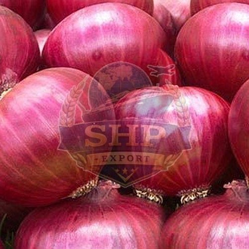 Fresh Big Red Onion