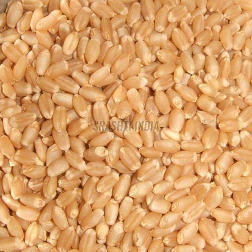 High Yield Wheat Seeds