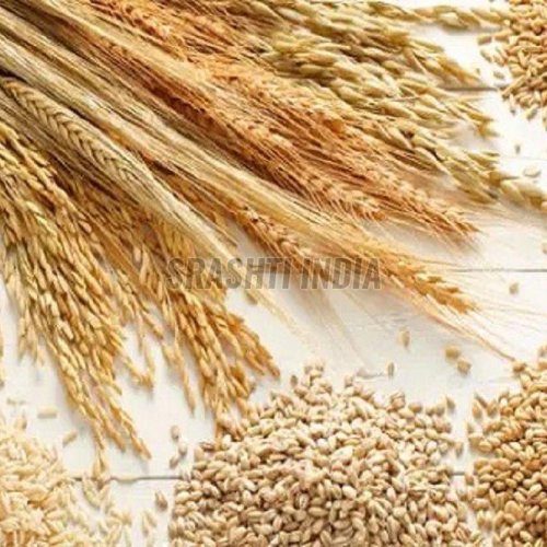 Organic Wheat Seeds