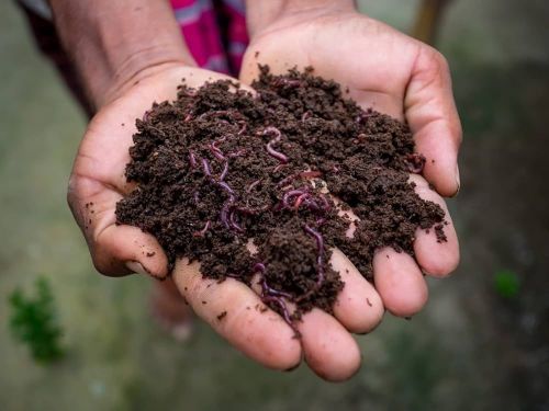 Compostify Organic Vermicompost Fertilizer Manure