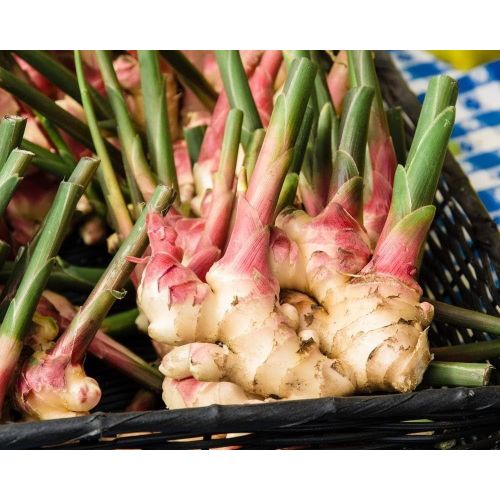 Fresh Organic Ginger Roots