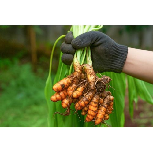 Fresh Organic Turmeric Roots