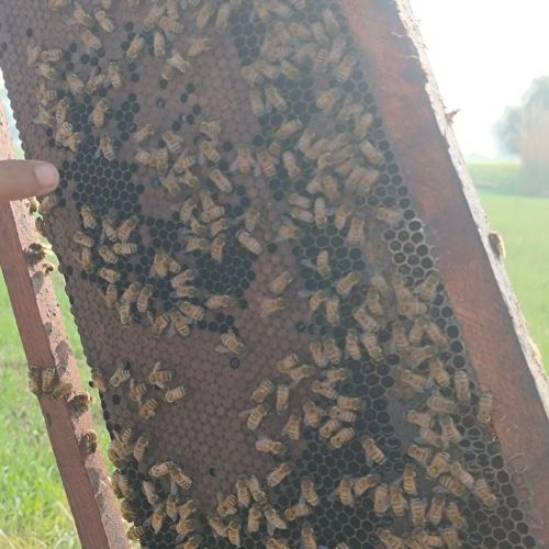 Bee Honey