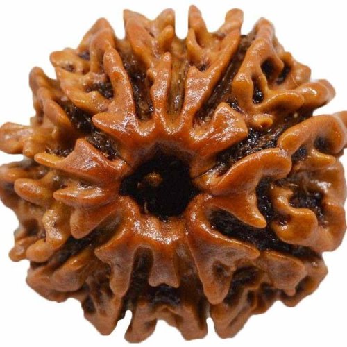 10 Mukhi Rudraksha Bead