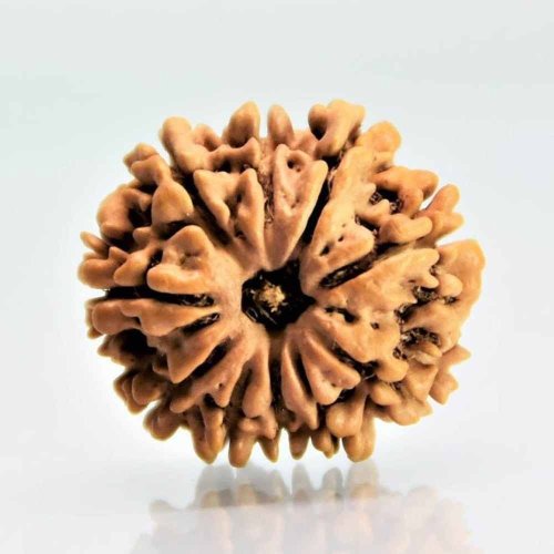 11 Mukhi Rudraksha