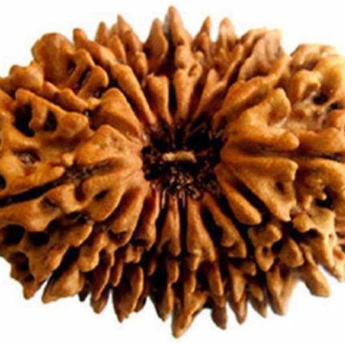 16 Mukhi Rudraksha Bead
