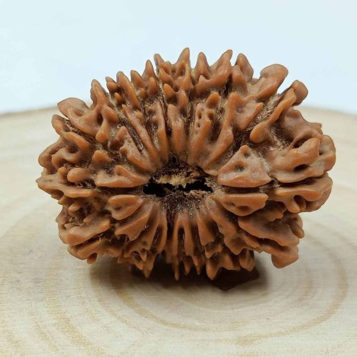 17 Mukhi Rudraksha Bead