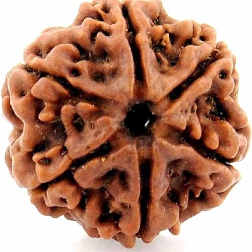 6 Mukhi Rudraksha
