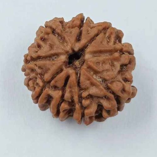 8 Mukhi Rudraksha