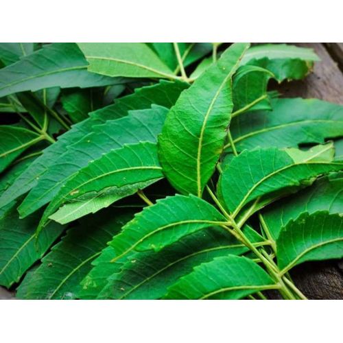 Fresh Neem Leaves