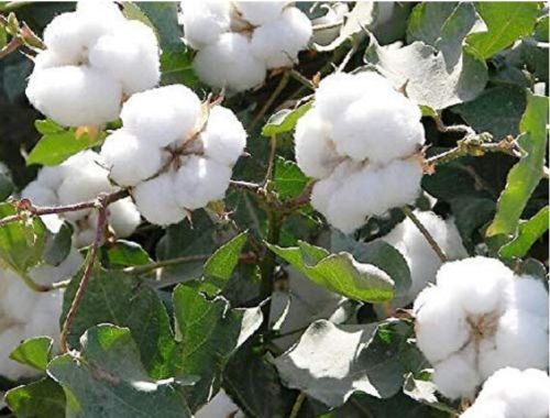 Pure Raw Cotton