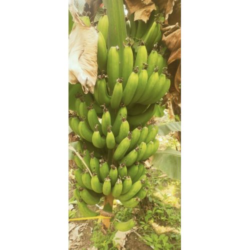 Green Fresh Raw Banana