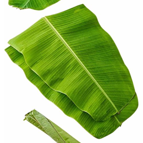 9 Inch Green Banana Leave