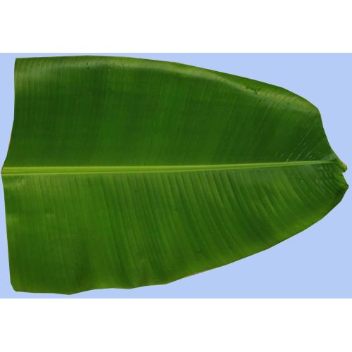 Green Banana Leave