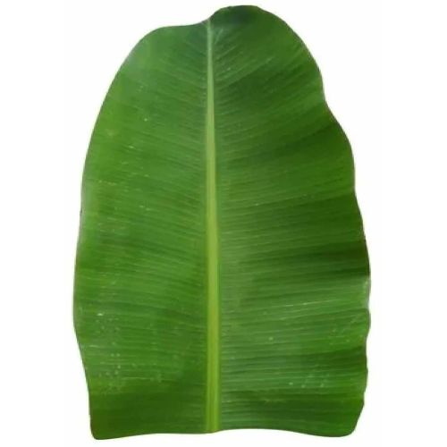 Green Banana Pooja Leave
