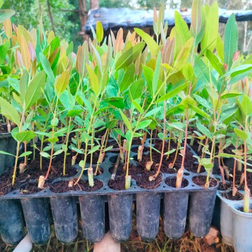 Hybrid Eucalyptus Plants