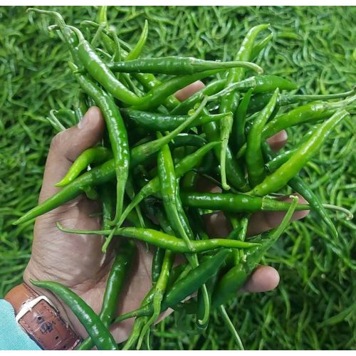 A Grade Fresh Green Chilli