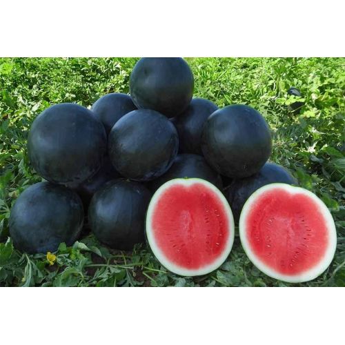 A Grade Fresh Waterle Melon