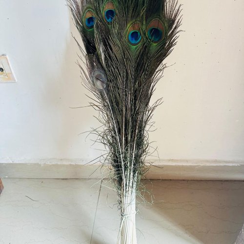 Natural Peacock Feathers