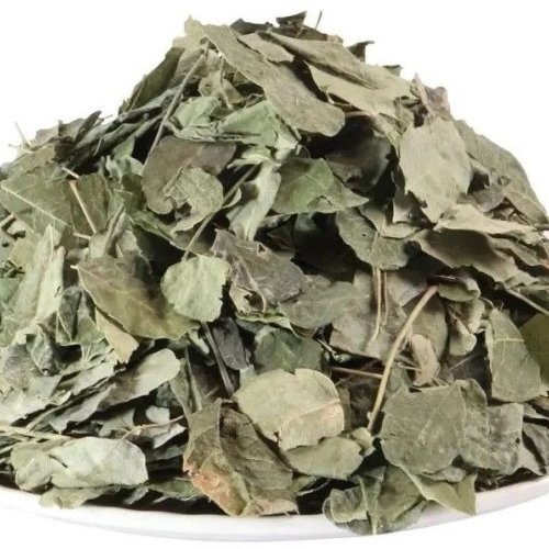 Green Natural Dried Eucalyptus Patti