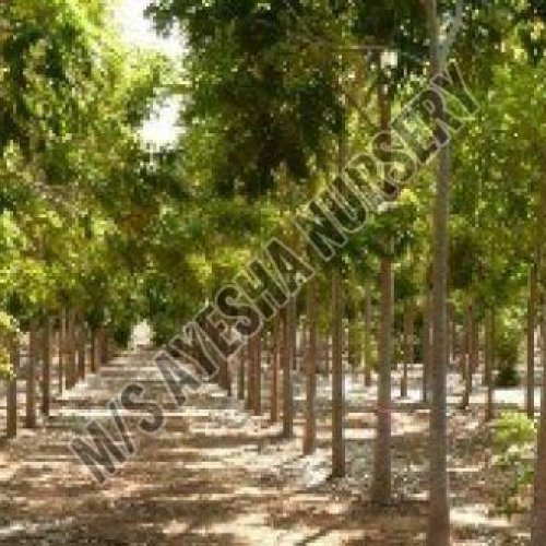 african mahogany plant