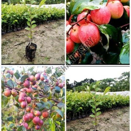 Apple Bear Plant