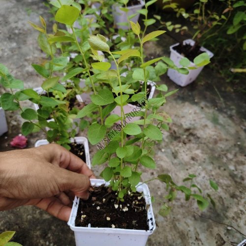 Blueberry Plant