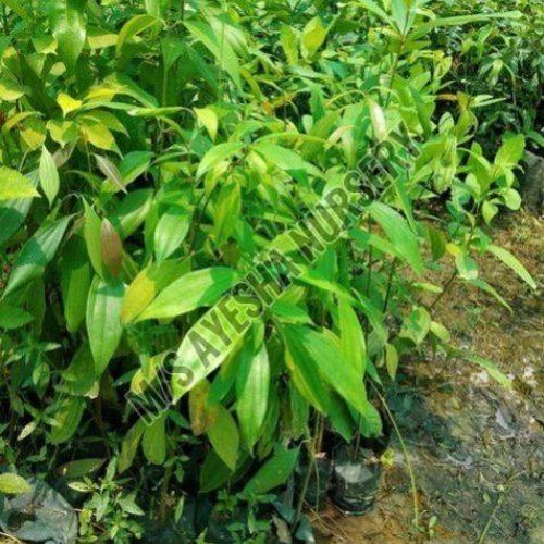 cinnamon plant