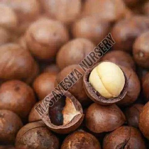 Macadamia Nut Seeds
