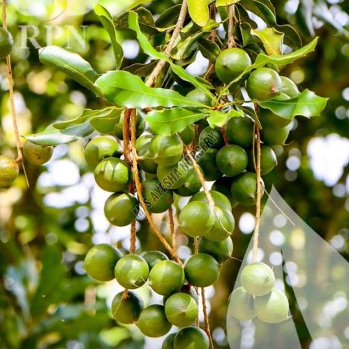 Macadamia Plant