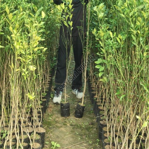 Orange Grafted Plant