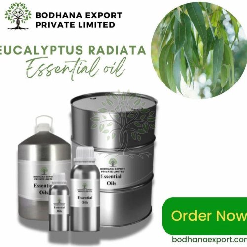 Eucalyptus Radiata Essential Oil