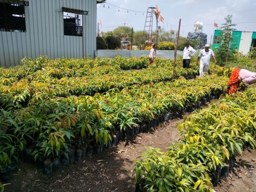 Mango Plants
