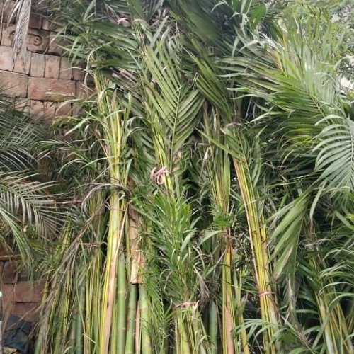 Indoor & Decorative Plants