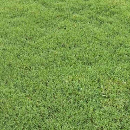 Lawn & Grass Varieties