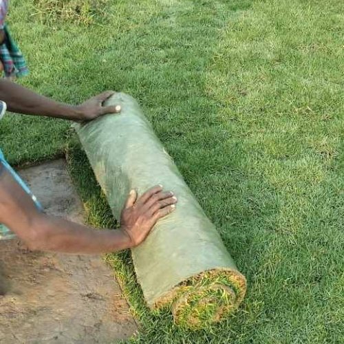 Bermuda Natural Green Grass