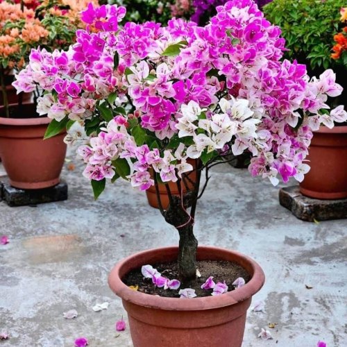Big Bougainvillea Flower Plant