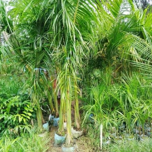 Bottle Palm Tree Plant