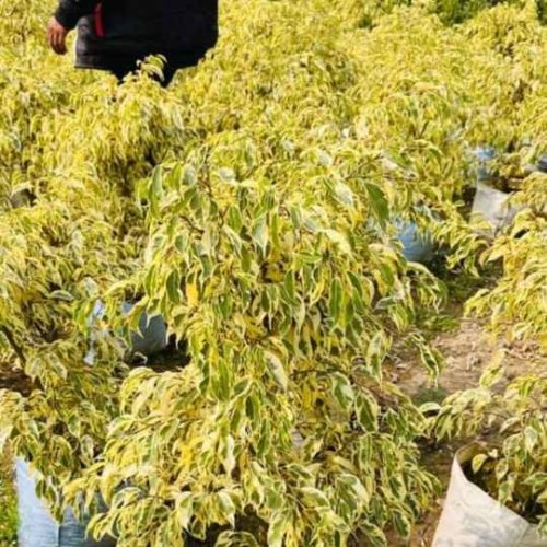 Clay Ficus Starlight Plant