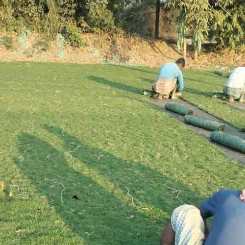 Durva Lawn Grass