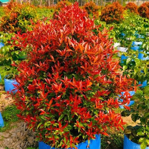 Eugenia Decorative Plant