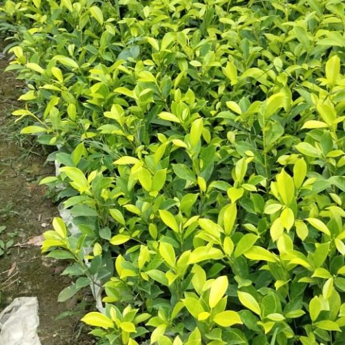 Faicus Panda Plant
