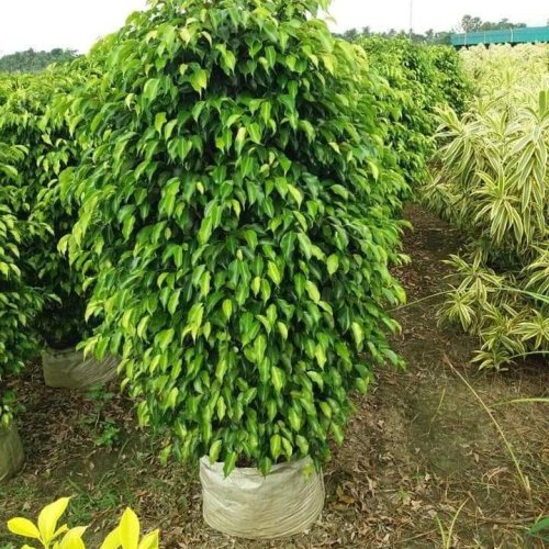 Ficus Benjamina Black Big Plant