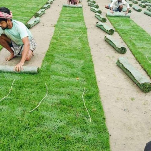 Fine Lawn Grass Carpet
